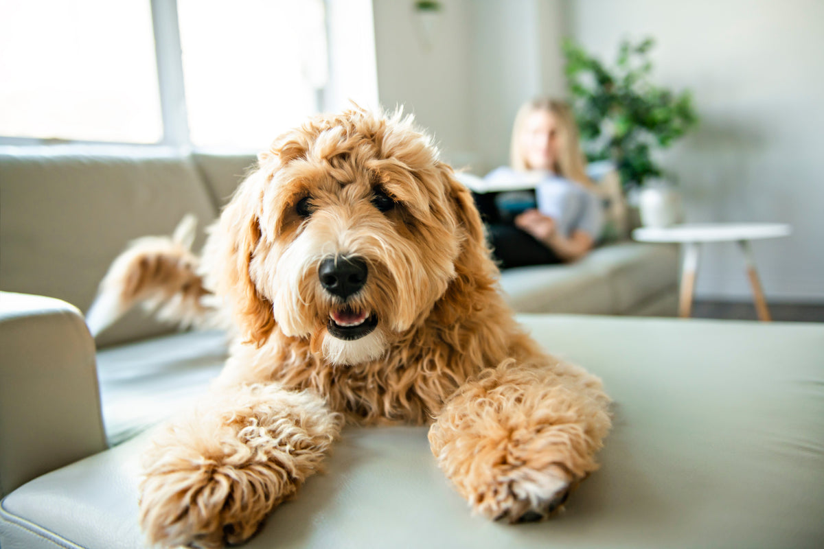 The importance of nutrition in dog training